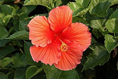 《瘟疫传说：安魂曲》中老鼠捕猎时将会“效率更高”